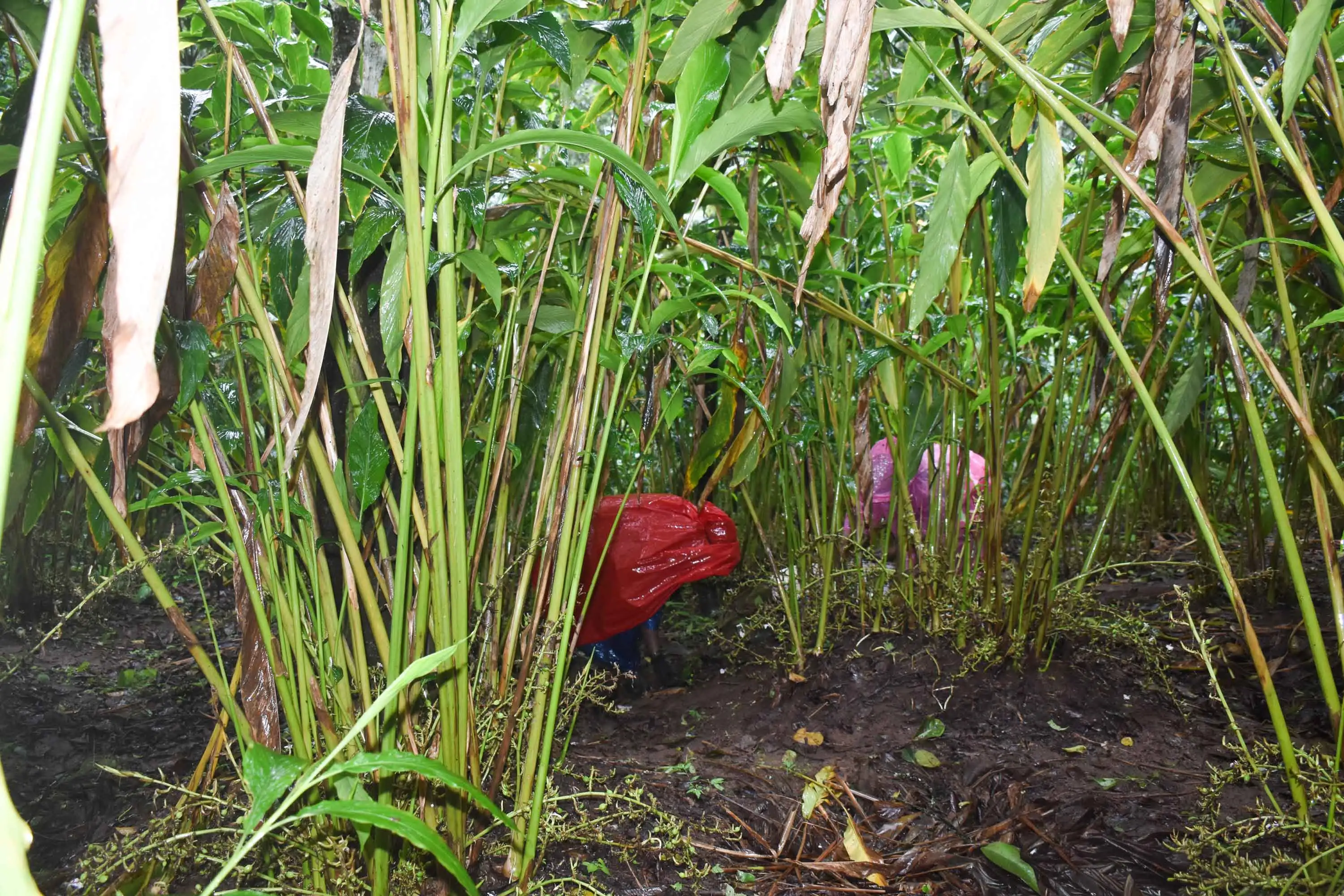 Illustration of family spice cultivation heritage in the Idukki hills