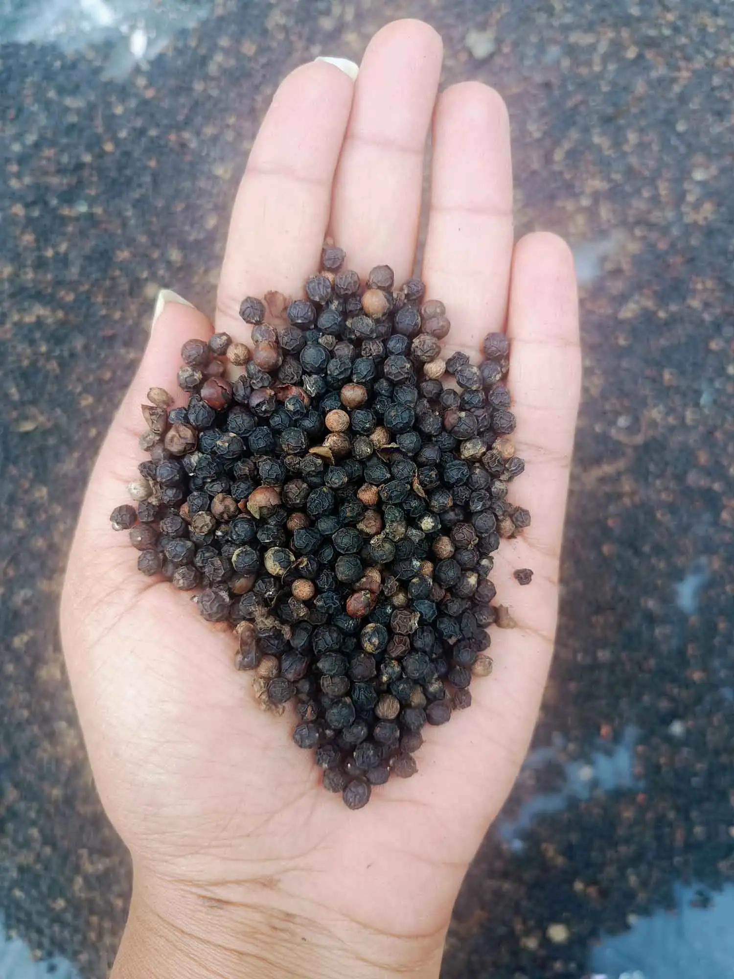 Life and cultivation in the high ranges