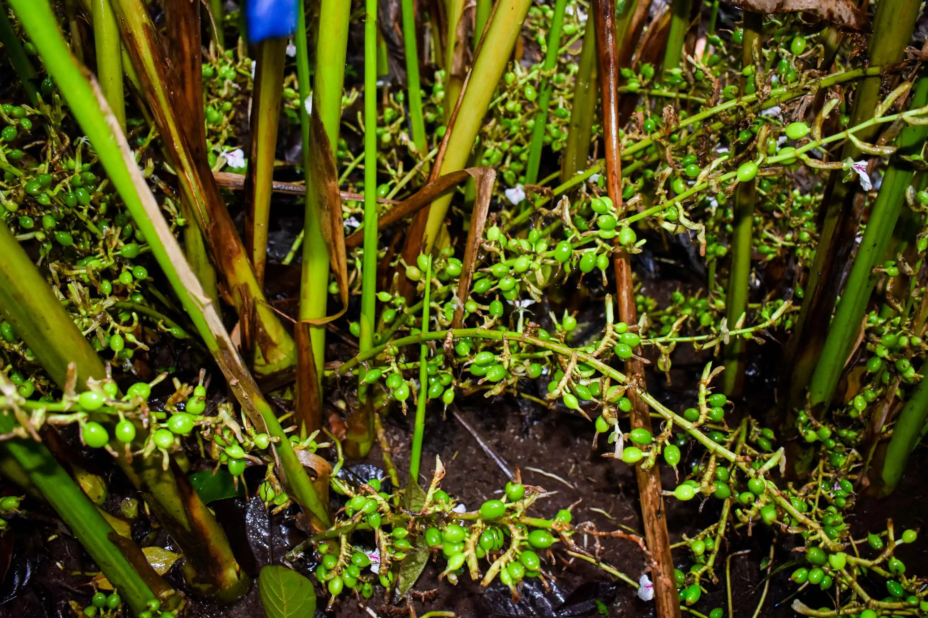 Illustration of responsible spice farming with baskets of cardamom and pepper