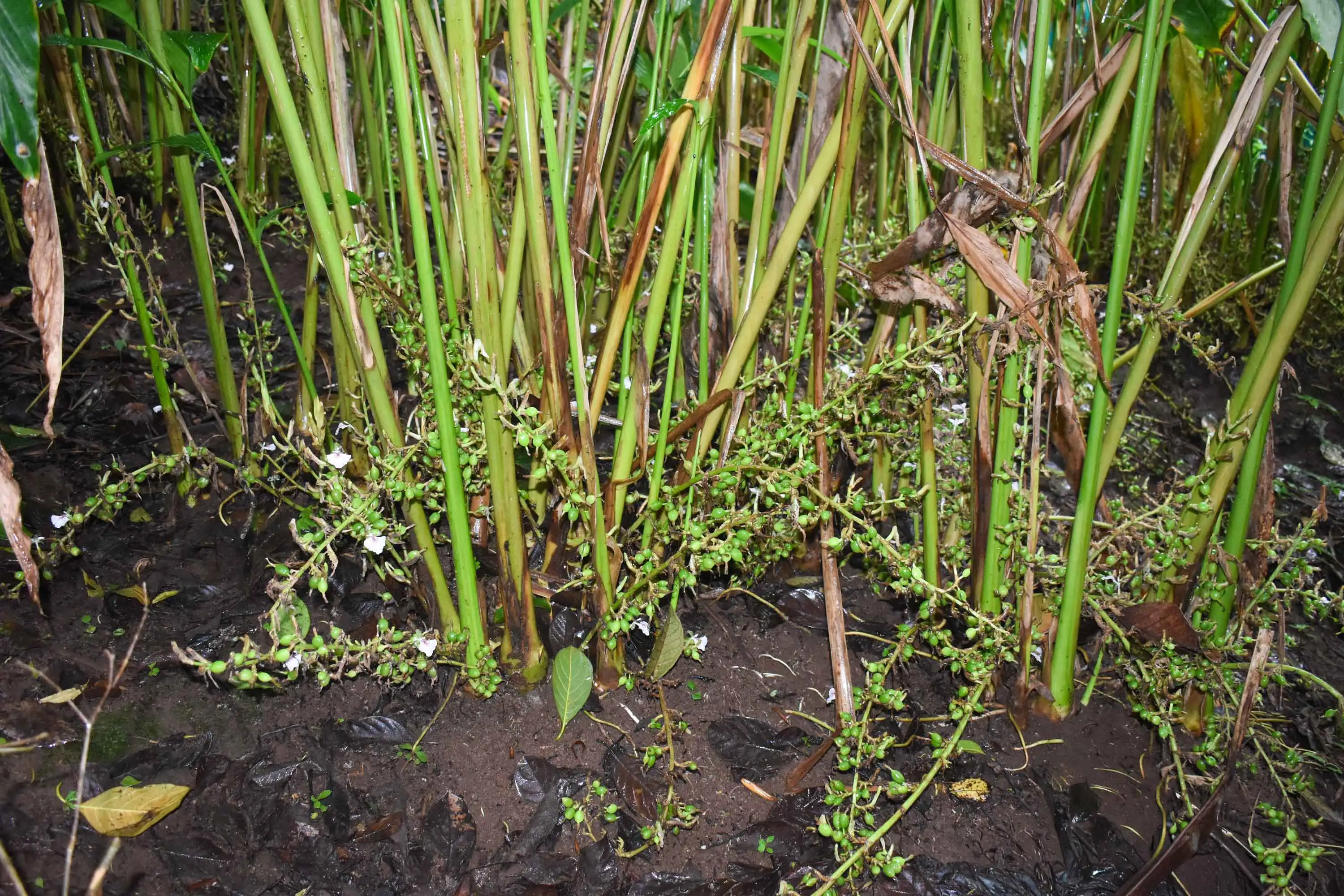 Cardamom plants growing under shade trees in a high-range plantation