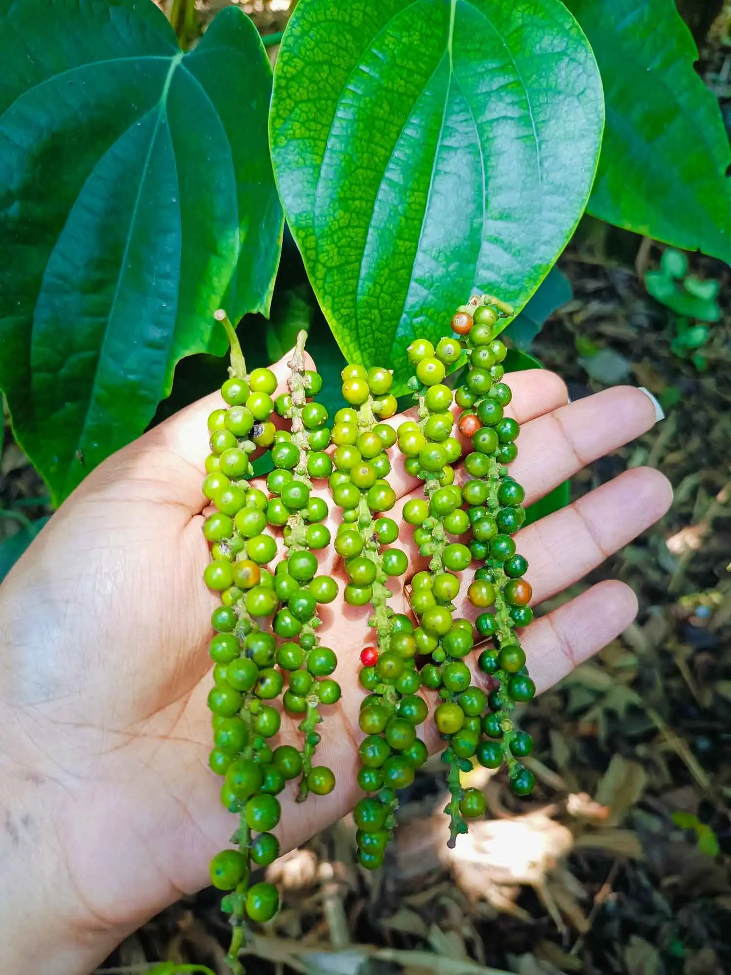 Black pepper vines growing in a tropical spice plantation